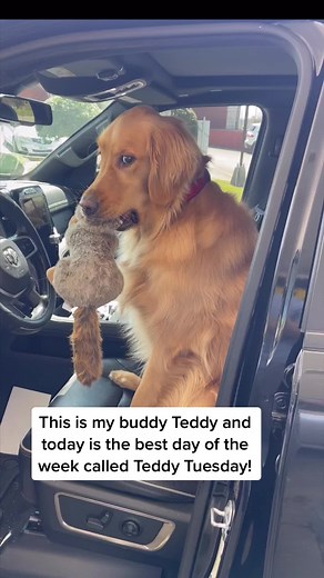Teddy Tuesday! #dog #goldenretriever | Aguyandagolden