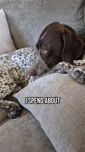 I spend about German Shorthaired Pointer GSP Panzer... 🤔🙃🐶 #shorts #ytshorts #viral #trending