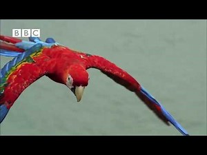 The Cheetah King Part 5: "I Just Can't Wait to Be King"