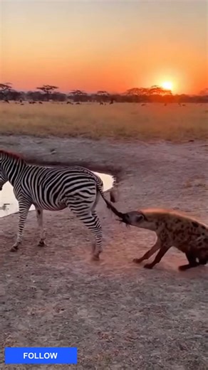 Wildlife Geographic on Reels