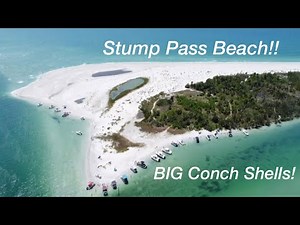How To Find Big Conch Shells? Stump Pass Beach FL