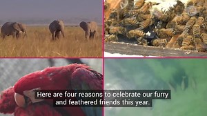 From baby booms to species back from the brink, here are four wildlife wins of #2020. | Pattrn