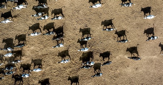 How milk is getting caught in the middle of Trump's policy agenda