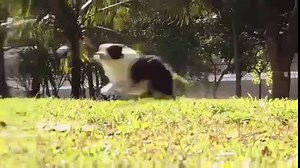 Interactive Dog Ball Toys, Automatic Rolling Busy Ball with LED Flash Lights, USB Rechargeable, Moving Ball for Puppy/Large Dog, Funny Exercise Chaser Pet Wicked Ball, Safe & Durable, Green