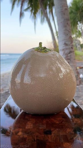 Brown Coconut Seedling
