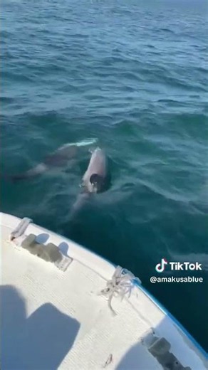 Wild dolphins of Amakusa#Amakusa #天草宝物 #amakusablue #しおたん #아마쿠사 #天草
