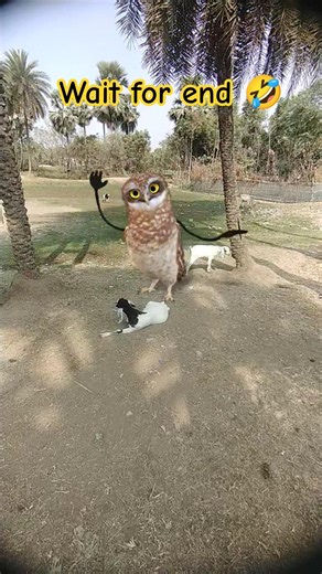 Funny Owl Dance 😍 | Dancing Owl 🦉/#owldance #funny #shorts