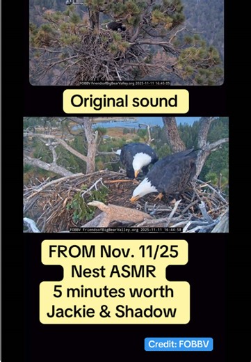 feathery_friends_family (@feathery_friends_family)’s videos with original sound - feathery_friends_family