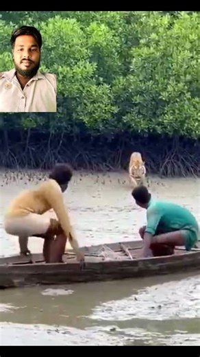 3.7K views · 22 reactions | #​Vicious tiger attacks fishing boat in Sundarbans mud on camera #​ক্যামেরায় সুন্দরবনের কাদায় মাছ ধরার নৌকায় বর্বর বাঘের আক্রমণ | Kazi Pappu | Facebook