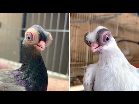 Short-faced Tumbler 🐦 The Alien-Looking Bird!