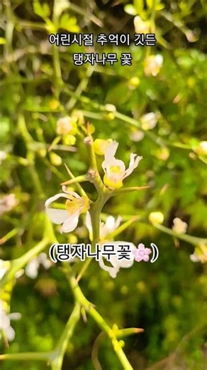 #가시나무#탱자나무꽃#온갖식물에관심많은식물집사#악뮤#힐링노래#기쁨슬픔아름다운마음
