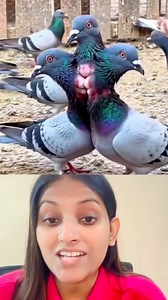 तीन मुंह वाला कबूतर #facts #God #viral #information #technology #knowledge | Aashi Mehra