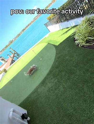 Golfing Fun with Dogs: A Perfect Match