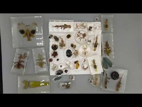 Resin Art Insect Collection: tips tricks and issues to preserving your passed critters