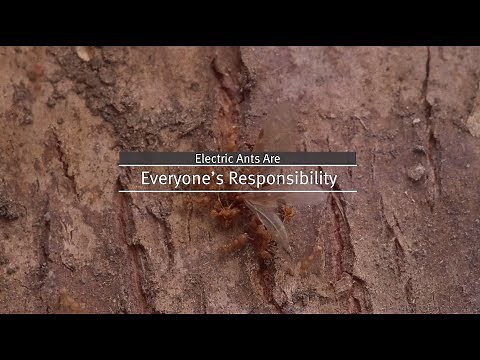 Join the Ant Hunt - Electric ants