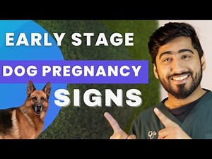 5 Signs of Early Pregnancy in Dogs || Pregnancy confirm by these signs || Animalia Dot Pk