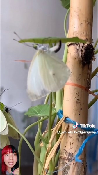 El fascinante ciclo de vida de las mariposas
