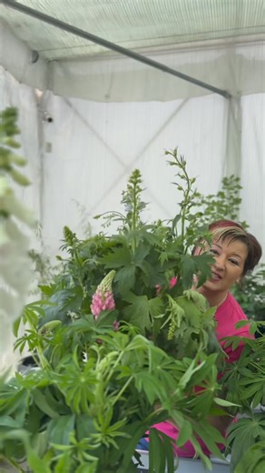💻 www.floraland.hu 📲 3676509709 🚗 6000,Kecskemét Békéscsabai út 2. | Floraland - Virág és ajándék kis-, és nagykereskedelem