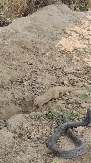 Brave Mongoose slowly moves toward a Cobra Snake #mongoose #snake #animals