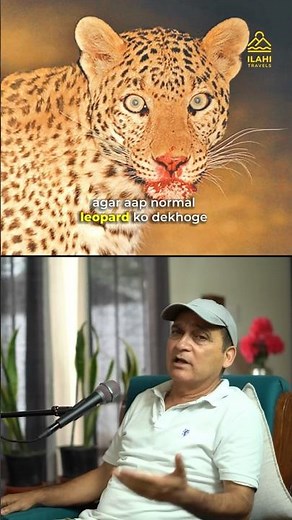 How Leapods become maneater #tiger #maneater #wildlife