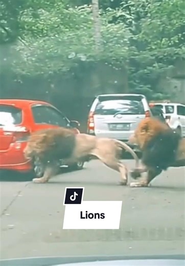 Discover the Loudest Animals: Lions and Their Roars