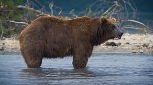 #foryou #animals #video #documentary #series #netflix