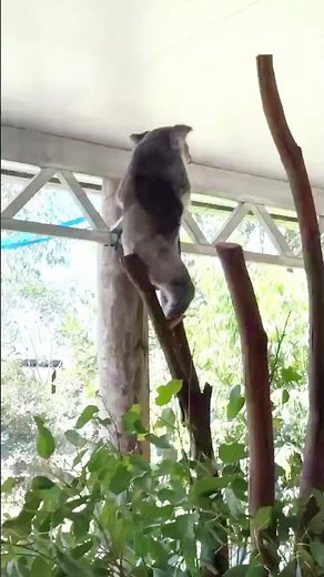 Koala Parkour 🐨🌿💨
