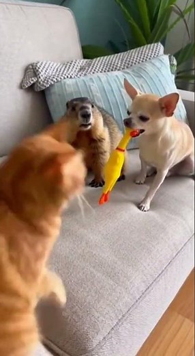 Chihuahua Whining Disturbs Other Animals: Understanding Pet Behavior