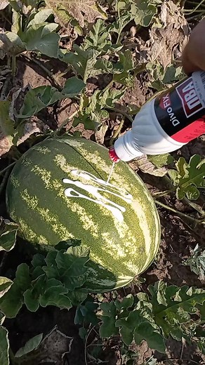 fcdddngdsn jjjfdss gvcxd на TikTok