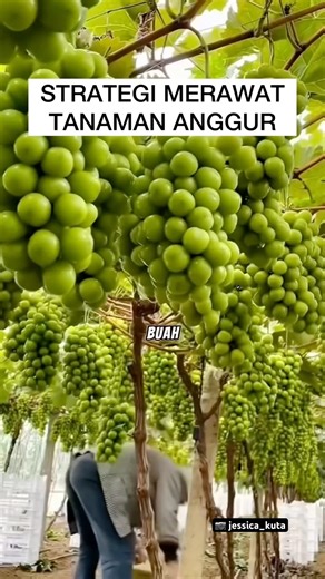 RAHASIA PETANI ANGGUR , Merawat Dan membesarkan tanaman anggur