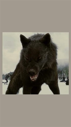 Sam Uley Black Wolf (Growling) Sound Effect🐺🖤🔥🔊 Twilight Saga New Viking Wolves #WolfVikingPendolf