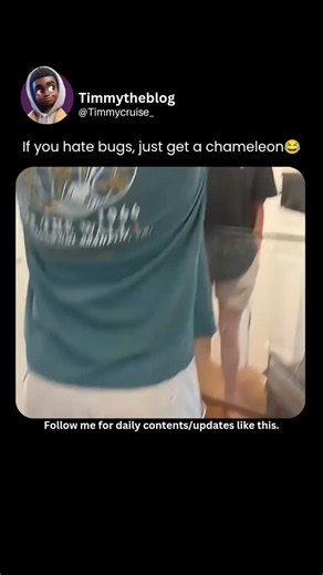 Ejiro Excellennce on Instagram: "The video is a short, humorous clip demonstrating a quirky solution to household bugs. A young man holds a green chameleon in his hands and raises it toward a small insect (likely a fly or spider) on the ceiling. The overlaid text reads, "If you hate bugs, just get a chameleon." In the key moment, the chameleon rapidly extends its long, sticky tongue with remarkable speed and precision, snatching the bug from the ceiling and retracting it into its mouth to eat it