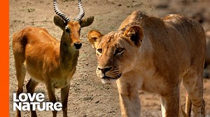 After the Nomads' attack, Ava is weak and wounded. With the top #lioness unable to hunt, the young lionesses must unite to support their #pride. 🦁 | Love Nature