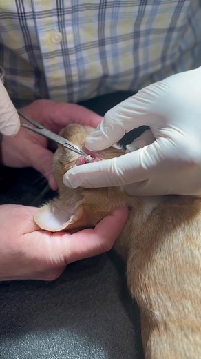 Cat Swollen Cheek - Botfly Removal Process Revealed