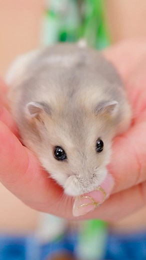 Exploring Fun Obstacles with a Cute Hamster