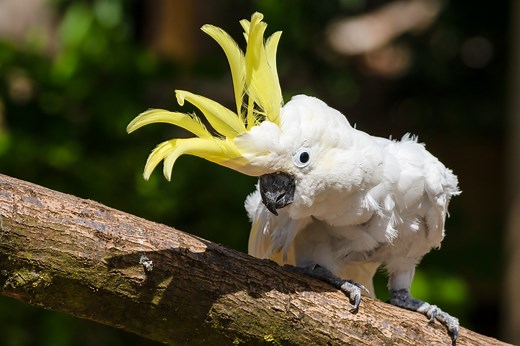 Cockatoos have 30 different dance moves