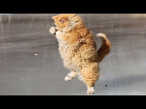 Funny Cats on ICE | Ice Skating Cats Compilation