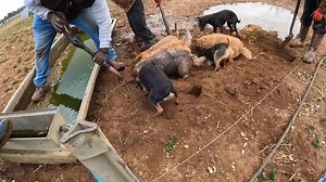 40K views · 1.4K reactions | The pack work together to find this rodent. Another one down! | Suffolk and Norfolk rat pack | Facebook