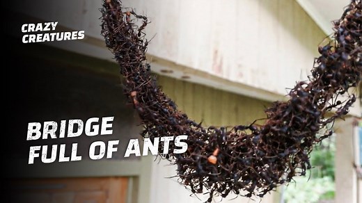 Nature’s Engineers: Ants Build a Giant Living Bridge