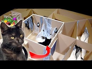 CAT DR.MAX in SPOOKY HALLOWEEN MAZE