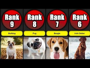 Top 20 Family-Friendly Dog Breeds | Dog List