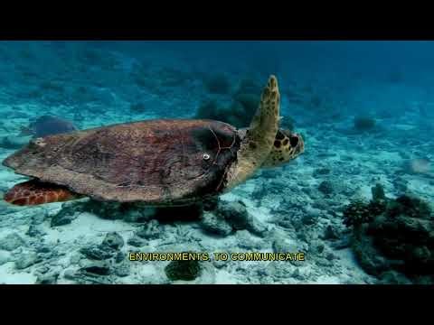 The secret life of microscopic creatures: a world where giants