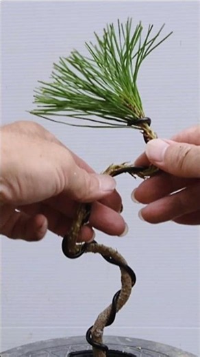 【Trying My Hand at Bending a Japanese Red Pine: Part 2 💪🏻】/ #Shorts / #Bonsai