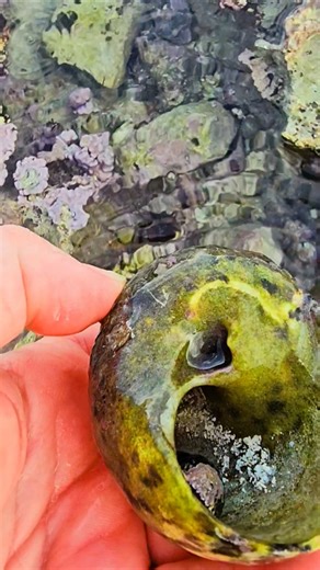 Huge west Indian top shell tidal pool beach find Playa del Carmen Mexico tropical Caribbean #nature