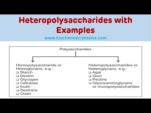 Heteropolysaccharides With Examples || Glycosaminoglycans Biochemistry