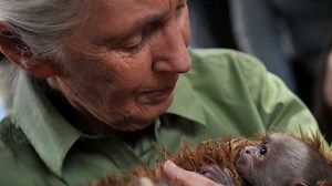 An embrace to remember: Jane Goodall reflects on hug from rescued chimp