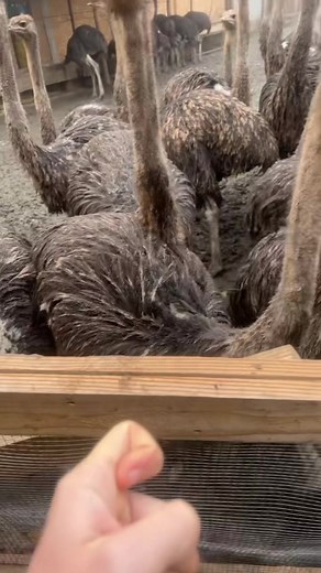 Ferma de struți” Chichi” vă urează un an nou fericit, plin cu belșug și succes. La mulți ani!!! #fermadestrutichichi #2026lamultiani #fpyシ #nouinceput🙏🏻❤️ #ajungempeforyou