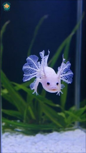 White Albino Axolotl | Rare Mexican Salamander in 4K Ultra HD#aquascape nook #fish #betta #goldfish
