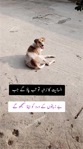 Helping Stray Animals: A Path to Humanity