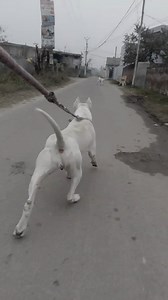Some dogs fight to win. The Dogo fights so the opponent doesn’t walk away. Here’s what separates the Dogo from almost every other powerful breed: intent. Many dogs are brave. Many dogs are strong. Very few are bred with the mindset that the encounter must end decisively. The Dogo doesn’t look for control — it looks for neutralization. This isn’t rage. It’s clarity. A calm, forward-moving predator mindset where retreat doesn’t exist. That’s why experienced handlers don’t call it aggressive. They 